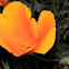 California poppy
