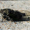 Cicada
