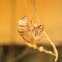 Discarded Cicada Skin