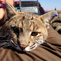 Bobcat