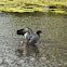 Australian Wood Duck