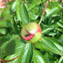Peony