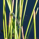Blue-Tailed Damselfly