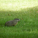 Groundhog