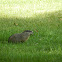 Groundhog