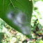 Spider eggs?