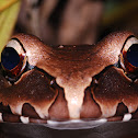 Smoky Jungle Frog