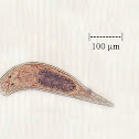Flatworm