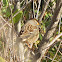 House Sparrow