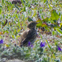 Meadow Pipit; Bisbíta Común