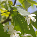 Water Jasmine