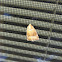 Moth