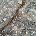 Northern Watersnake