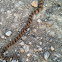 Northern Watersnake