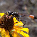 Thread-waisted Wasp