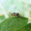 Barklouse