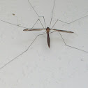 Crane Fly