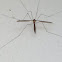 Crane Fly