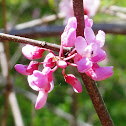 Eastern Redbud