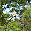 Chiriguare/Yellow-Headed Caracara