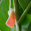 Flatid planthopper