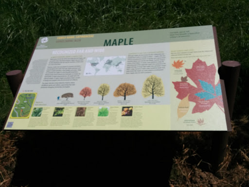 Tree Information Station - Maple