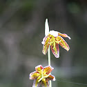Chocolate Lily, Checker Lily