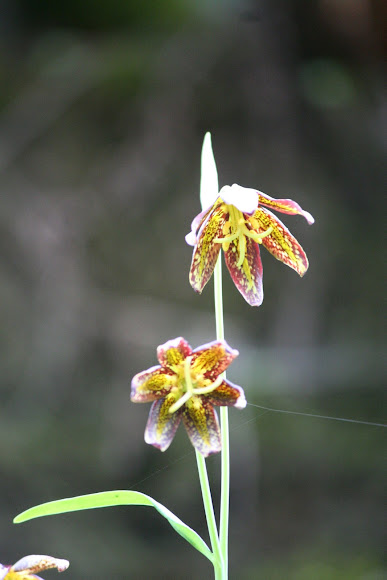 Spotting Image 1