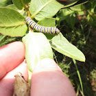 Monarch Butterfly Larva