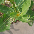Milkweed Aphid