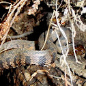 Brown Watersnake