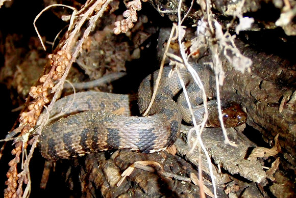Spotting Image 1