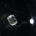 phytoplankton