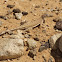 Western Zebra-tailed Lizard