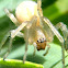 Araña blanca, white spider