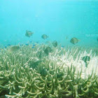 Coral