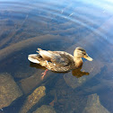 Mallard Duck