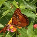 Gulf Fritillary
