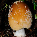 Coprinellus micaceus