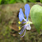 Kanpet, Day flower