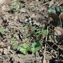 Harbinger of Spring
