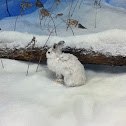 Snowshoe Hare