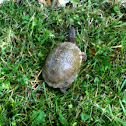 Three-toed box turtle