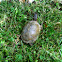 Three-toed box turtle