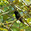 Black-Bellied Hummingbird