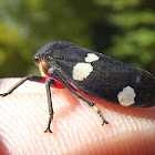 Gum tree hopper  (common jassid)