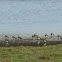 Lapwing