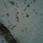 Black garden ant