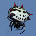 Crablike Spiny Orbweaver Spider