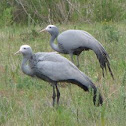 Blue Crane